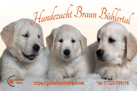 Golden Retrieverzucht Braun "vom Bühlertal"