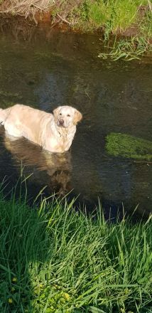 Golden Retrieverzucht Braun "vom Bühlertal"