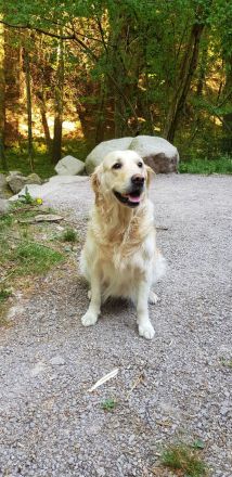 Golden Retrieverzucht Braun "vom Bühlertal"