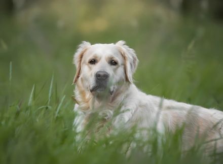 Golden Retrieverzucht Braun "vom Bühlertal"