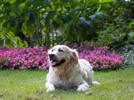 Golden Retrieverzucht Braun "vom Bühlertal"