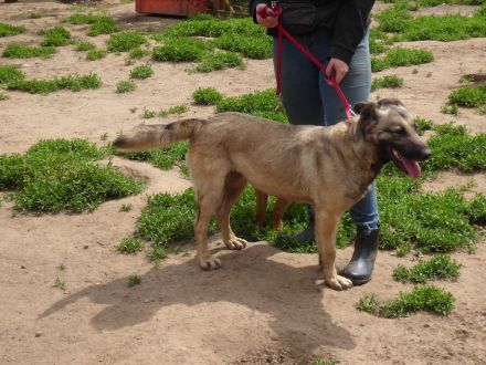 Enya, eine herzensgute Hündin