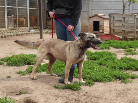 Enya, eine herzensgute Hündin