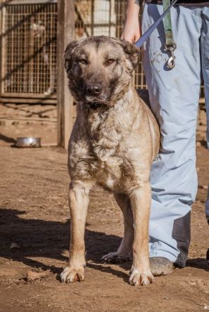 Enya, eine herzensgute Hündin