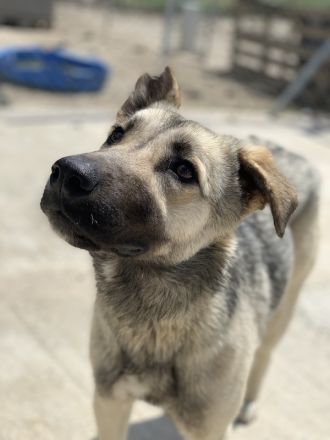 Tinnúviel, geb. ca. 06/2023, lebt in GRIECHENLAND, im städt. Tierheim Serres