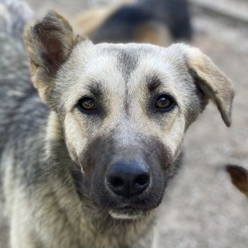 Tinnúviel, geb. ca. 06/2023, lebt in GRIECHENLAND, im städt. Tierheim Serres