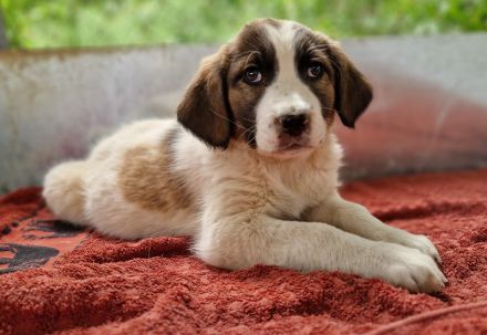 Willa, geb. ca. 01/2024, lebt in GRIECHENLAND, auf einer privaten Pflegestelle