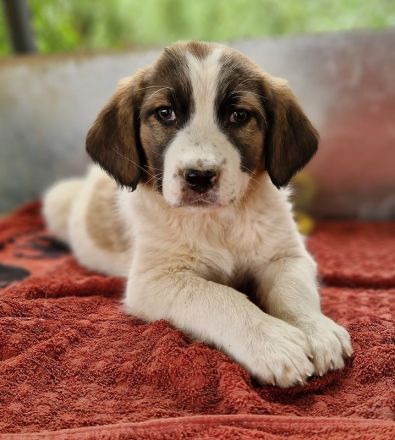 Willa, geb. ca. 01/2024, lebt in GRIECHENLAND, auf einer privaten Pflegestelle