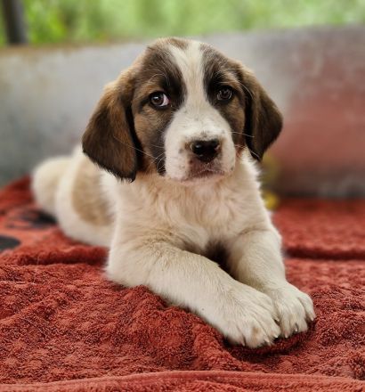 Willa, geb. ca. 01/2024, lebt in GRIECHENLAND, auf einer privaten Pflegestelle