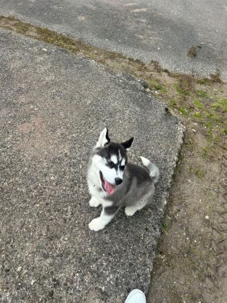 Husky