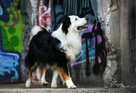 Deckrüde Black Tri Showlinie kein Verkauf