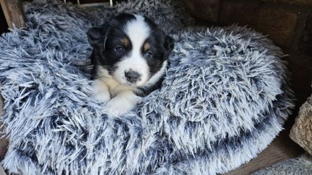 Deckrüde Black Tri Showlinie kein Verkauf