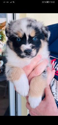 Deckrüde Black Tri Showlinie kein Verkauf