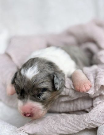 Deckrüde Black Tri Showlinie kein Verkauf