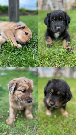 Deckrüde Black Tri Showlinie kein Verkauf