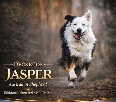 Deckrüde Black Tri Showlinie kein Verkauf