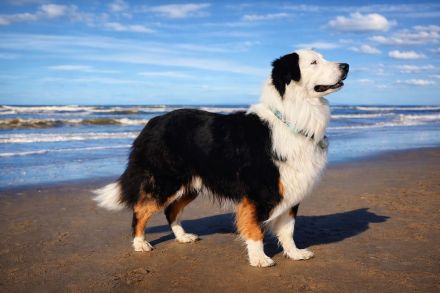 Deckrüde Black Tri Showlinie kein Verkauf