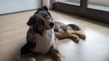 Deckrüde Black Tri Showlinie kein Verkauf