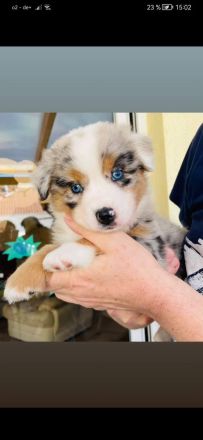 Deckrüde Black Tri Showlinie kein Verkauf