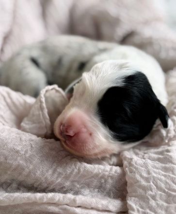 Deckrüde Black Tri Showlinie kein Verkauf