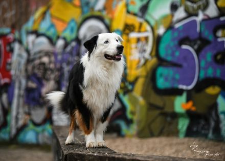 Deckrüde Black Tri Showlinie kein Verkauf