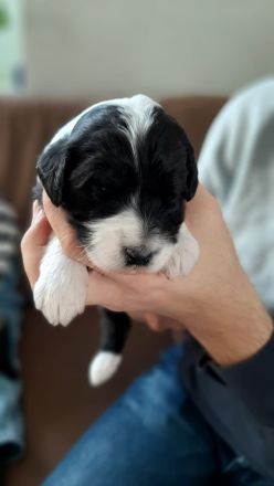 Deckrüde Black Tri Showlinie kein Verkauf