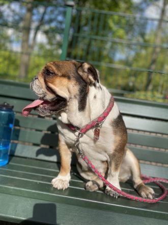 Englishe Bulldogge Milka