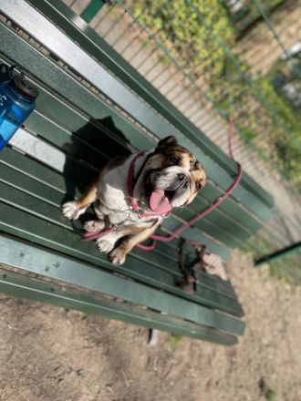 Englishe Bulldogge Milka