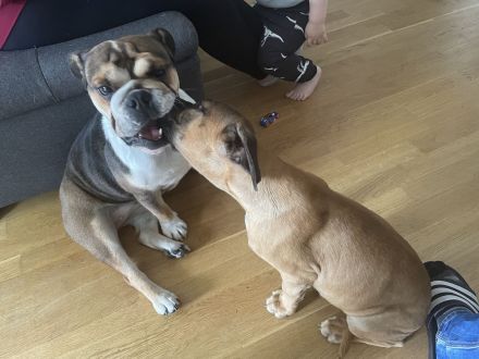 Englishe Bulldogge Milka