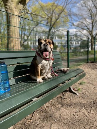 Englishe Bulldogge Milka