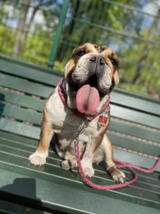 Englishe Bulldogge Milka