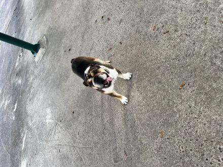 Englishe Bulldogge Milka