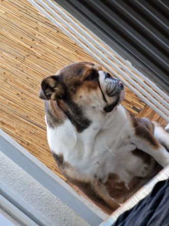 Englishe Bulldogge Milka