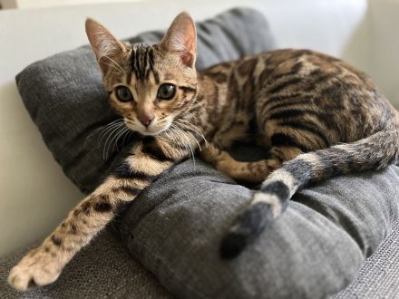 Bengalkitten