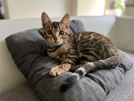 Bengalkitten
