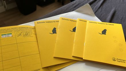 Reinrassige BKH Kitten mit Impfpass und Stammbaum