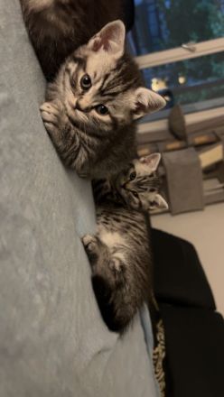 Reinrassige BKH Kitten mit Impfpass und Stammbaum