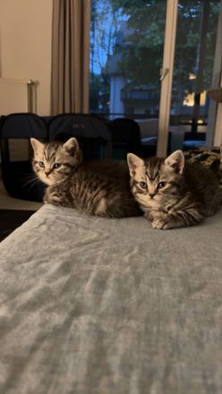 Reinrassige BKH Kitten mit Impfpass und Stammbaum