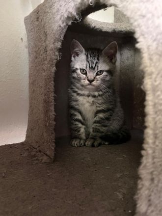 Reinrassige BKH Kitten mit Impfpass und Stammbaum