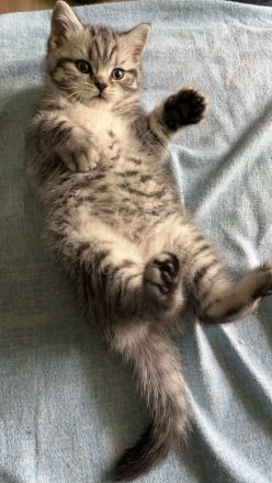 Reinrassige BKH Kitten mit Impfpass und Stammbaum