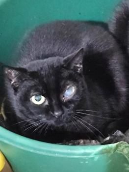 Sombra, Katzenerfahrung erwünscht