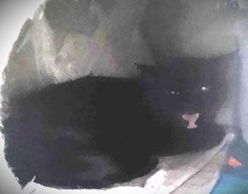 Sombra, Katzenerfahrung erwünscht