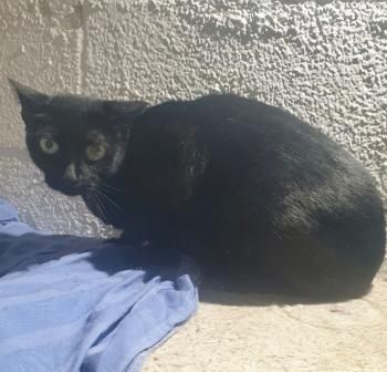 Sombra, Katzenerfahrung erwünscht