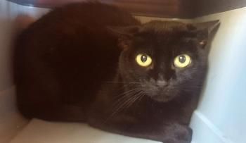 Sombra, Katzenerfahrung erwünscht