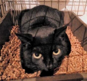 Sombra, Katzenerfahrung erwünscht