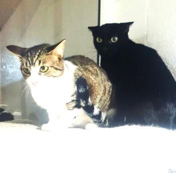 Sombra, Katzenerfahrung erwünscht