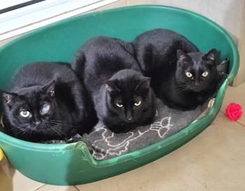 Sombra, Katzenerfahrung erwünscht