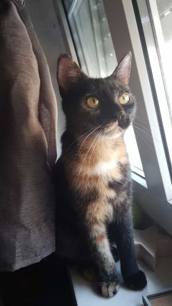 EKH / EKH Maincoon mischlingskatze Schildpatt