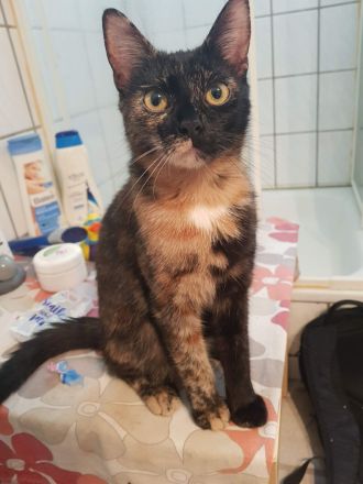 EKH / EKH Maincoon mischlingskatze Schildpatt