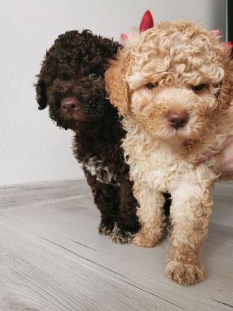 LAGOTTO ROMAGNOLO